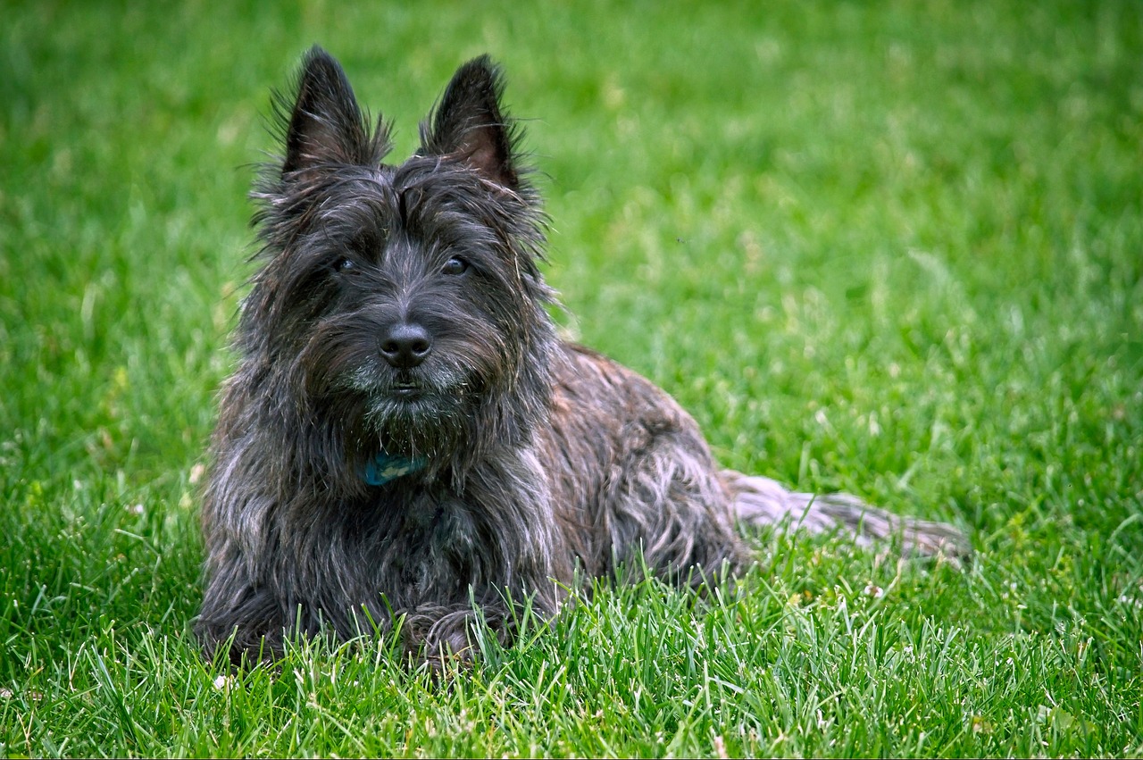 Cairn Terrier dog