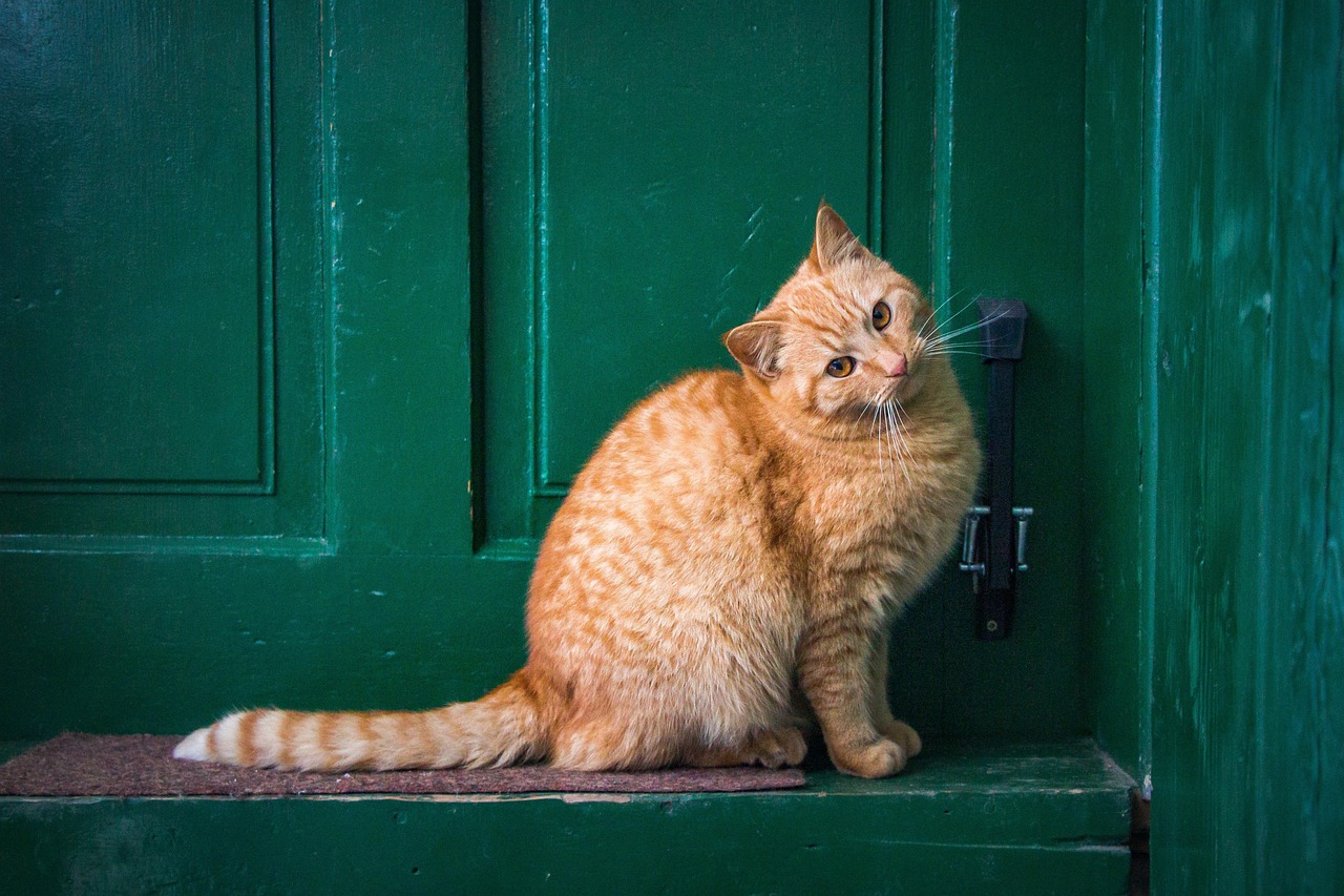 Orange Tabby Cat